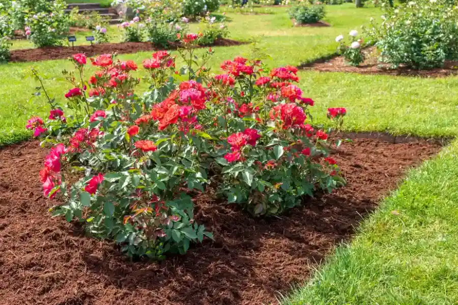 How To Choose The Right Mulch For Your Trees in Haines City, FL How To Choose The Right Mulch For Your Trees in Haines City, FL