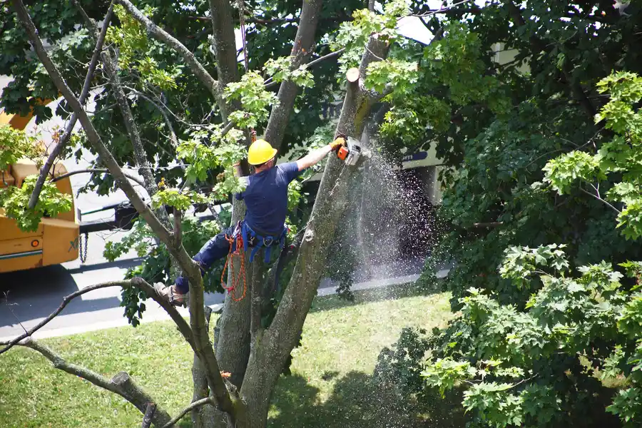 How Tree Removal Can Improve Sunlight And Air Circulation in Haines City, FL How Tree Removal Can Improve Sunlight And Air Circulation in Haines City, FL