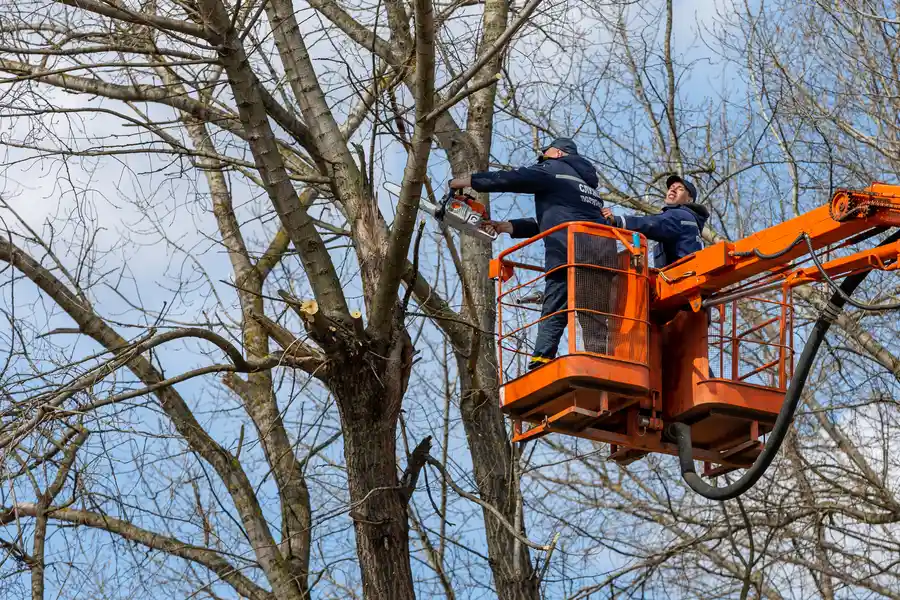 Top-rated Tree Removal Haines City, FL Top-rated Tree Removal Haines City, FL